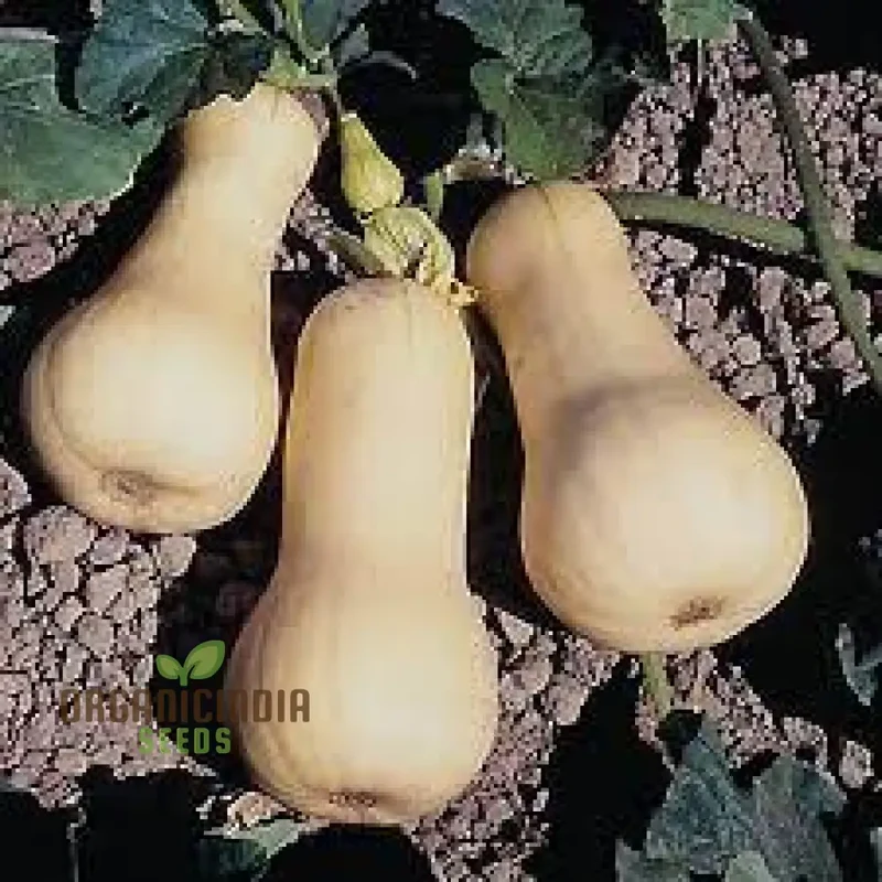 Waltham Butternut Squash Seeds for Planting, Gardening Seeds for Your Vegetable Garden