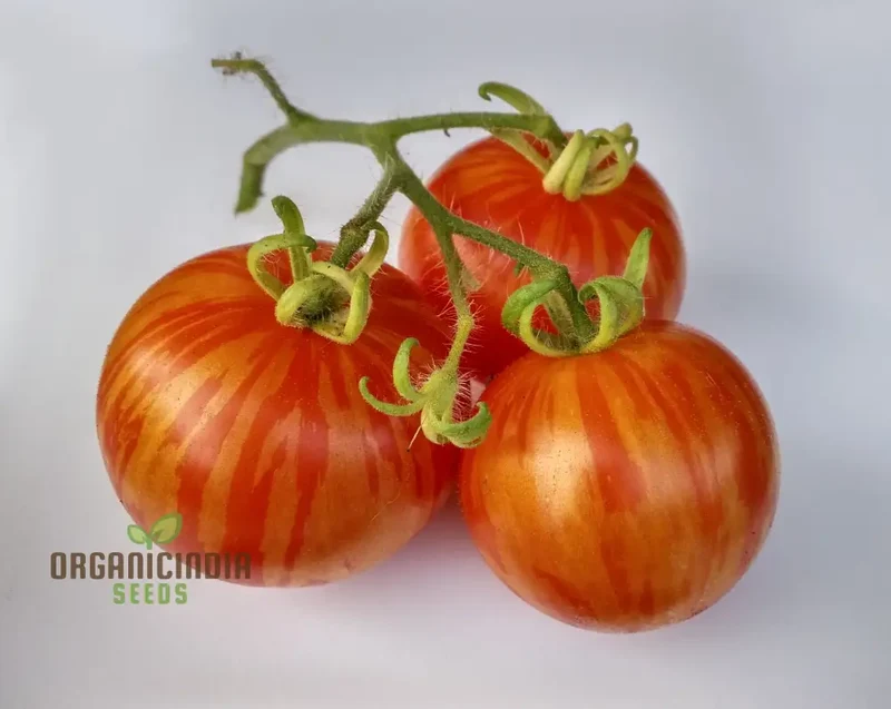 Tomato Tigerella Seeds for Planting, Premium Quality Heirloom Seeds for Successful Gardening