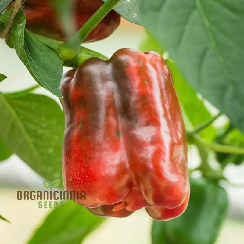 Pepper King of the North (Sweet) Seeds For Planting, High-Yielding, Cold-Hardy Sweet Pepper Seeds for Vegetable Gardens