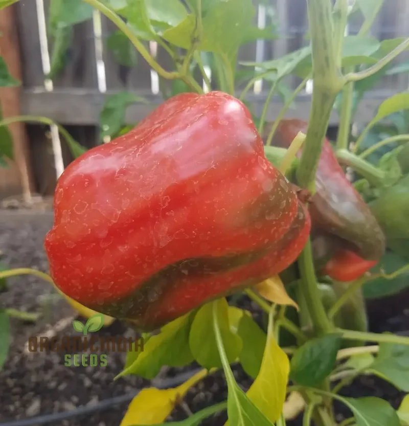 Pepper King of the North (Sweet) Seeds For Planting, High-Yielding, Cold-Hardy Sweet Pepper Seeds for Vegetable Gardens