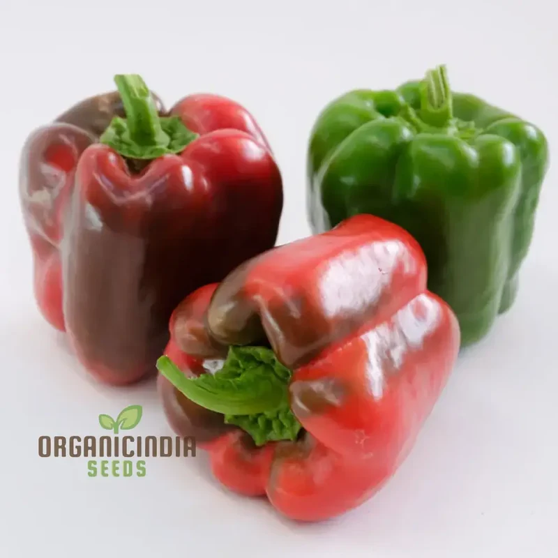 Pepper King of the North (Sweet) Seeds For Planting, High-Yielding, Cold-Hardy Sweet Pepper Seeds for Vegetable Gardens