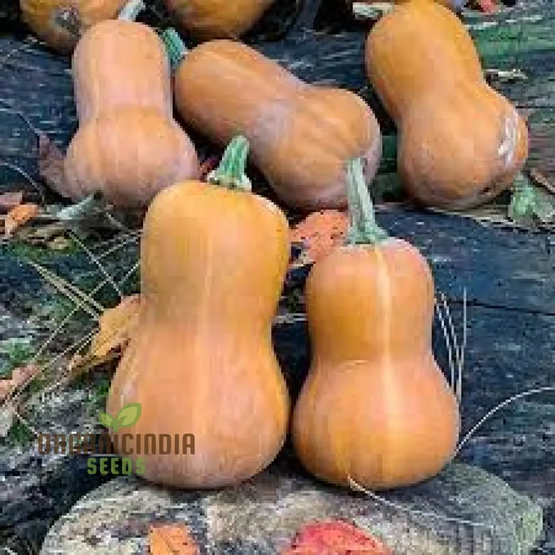 Honeynut Winter Squash Seeds - Premium Gardening Seeds for Your Winter Garden