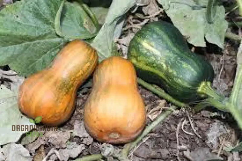 Honeynut Winter Squash Seeds - Premium Gardening Seeds for Your Winter Garden