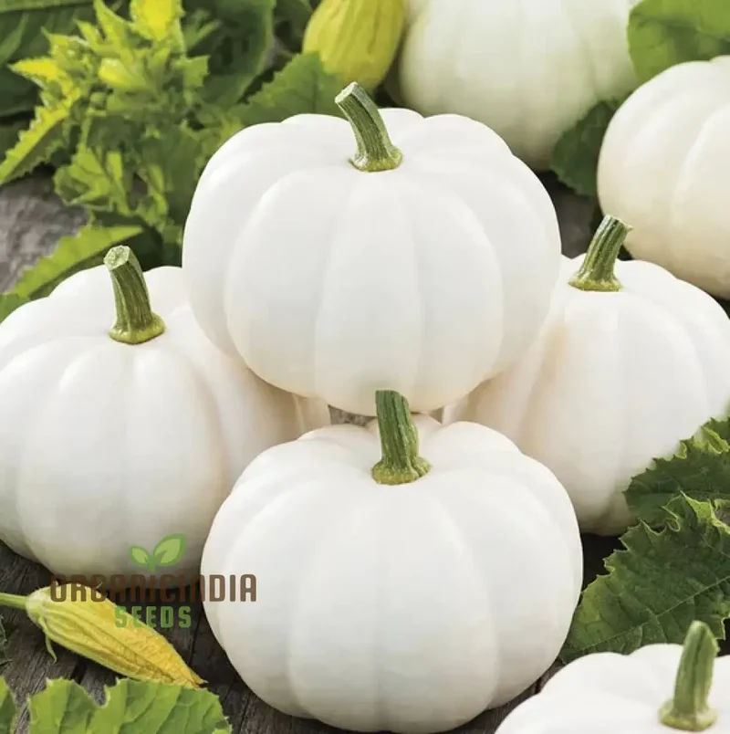 Casper Pumpkin Seeds for Planting - Premium Quality Seeds for Your Garden