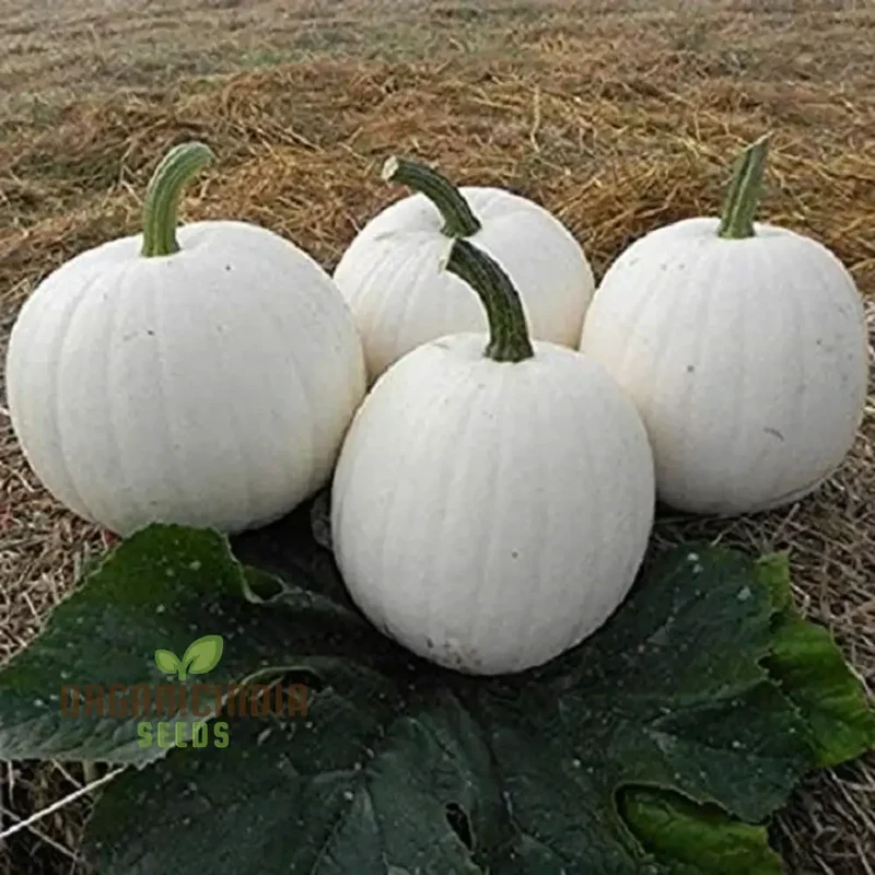 Casper Pumpkin Seeds for Planting - Premium Quality Seeds for Your Garden