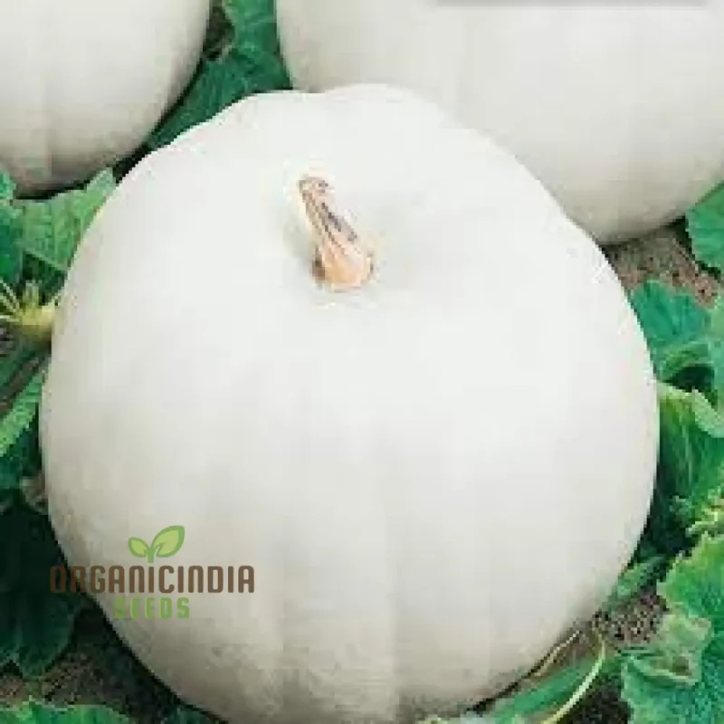 Casper Pumpkin Seeds for Planting - Premium Quality Seeds for Your Garden