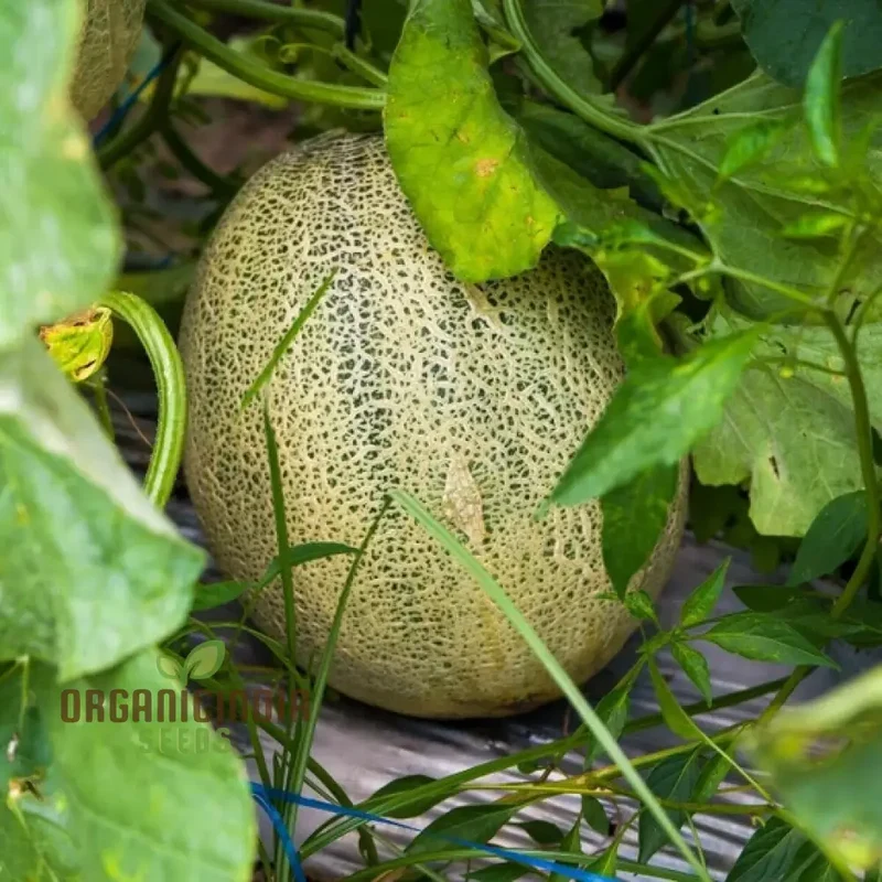 Organic Melon Seeds - Honey Rock, Premium Seeds for Planting