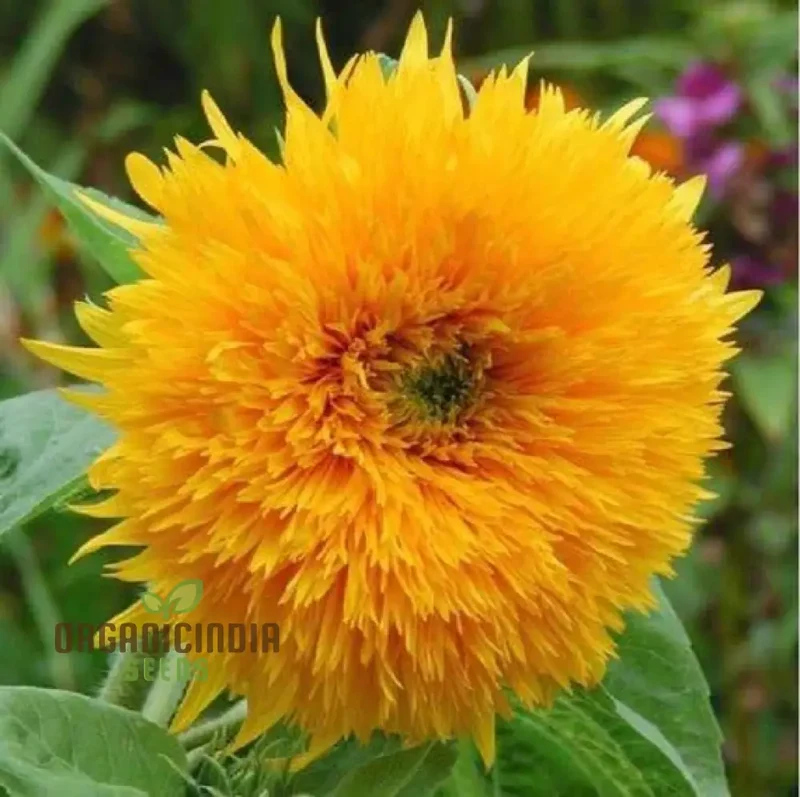 Sunflower Seeds - Orange Sun, Vibrant Orange Sunflowers for a Stunning Garden Display