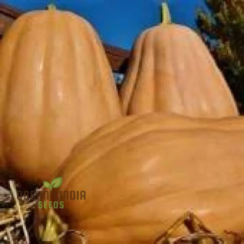 Kentucky Field Pumpkin Seeds - Perfect for Gardening | Premium Quality Seeds