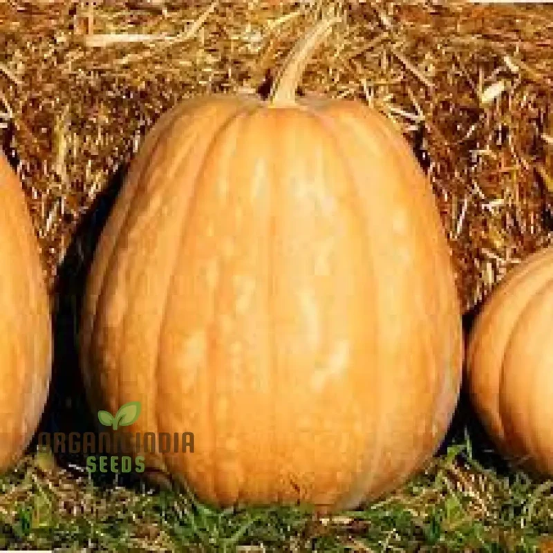 Kentucky Field Pumpkin Seeds - Perfect for Gardening | Premium Quality Seeds
