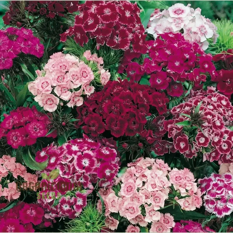 Sweet Williams Seeds - Winter Blooming Dianthus Barbatus Mix for Vibrant Gardening Enthusiasts - Premium Quality Seeds for Stunning Seasonal Flowers