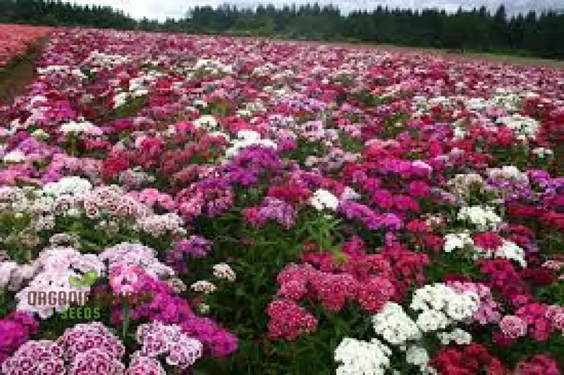 Sweet Williams Seeds - Winter Blooming Dianthus Barbatus Mix for Vibrant Gardening Enthusiasts - Premium Quality Seeds for Stunning Seasonal Flowers