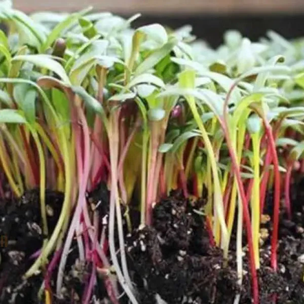 Microgreen Rainbow Blend Seeds - Planting Kit for Vibrant Home Gardening