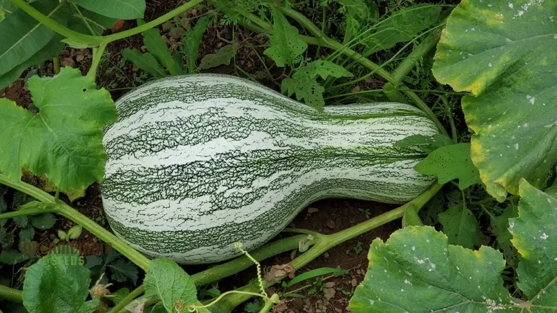 Cushaw Green-Striped Pumpkin Seeds for Gardening | Buy High-Quality Seeds Online
