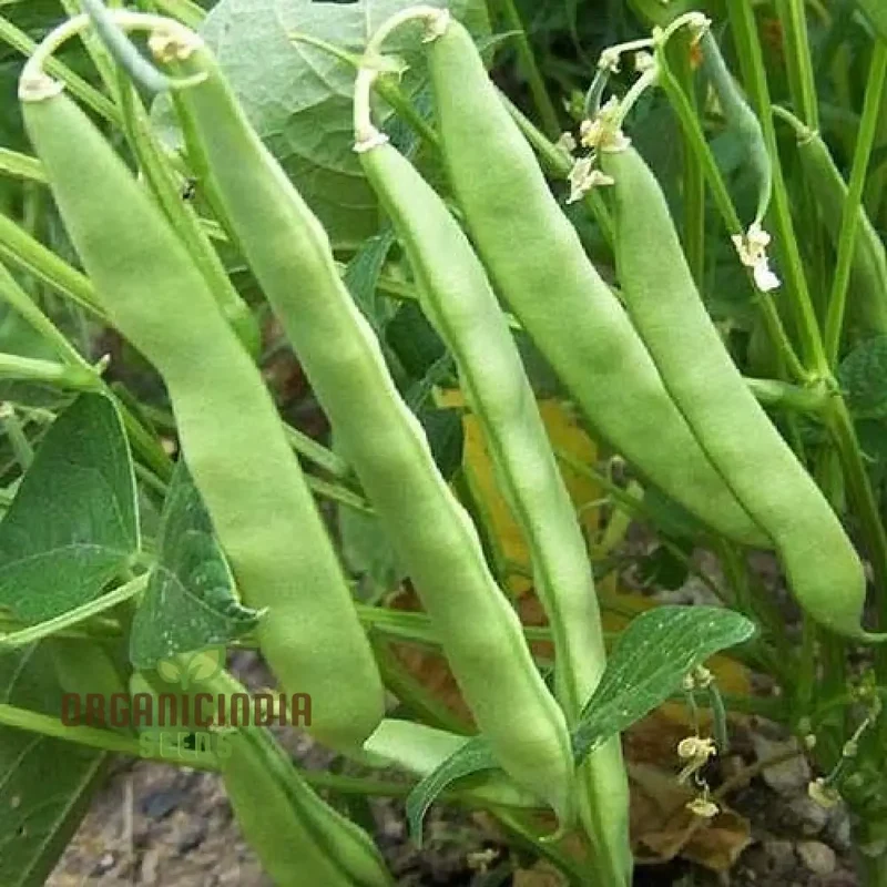 Roma Bush Bean Seeds for Your Garden - High Yielding Variety for Home Gardening and Fresh Harvests
