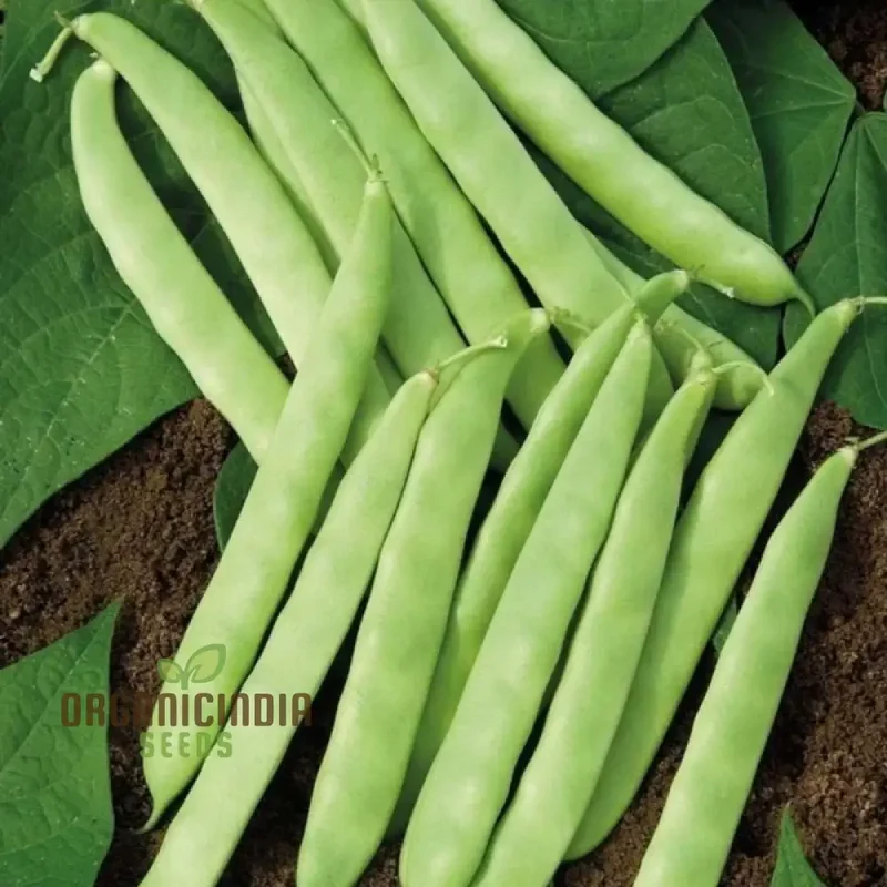 Roma Bush Bean Seeds for Your Garden - High Yielding Variety for Home Gardening and Fresh Harvests