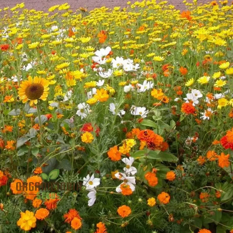 Sunset Mix - Orange, Yellow & White Flower Seeds Blend for a Gorgeous Garden Display