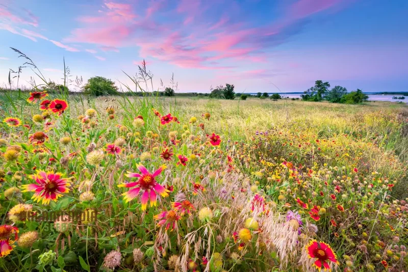 Sunset Mix - Orange, Yellow & White Flower Seeds Blend for a Gorgeous Garden Display