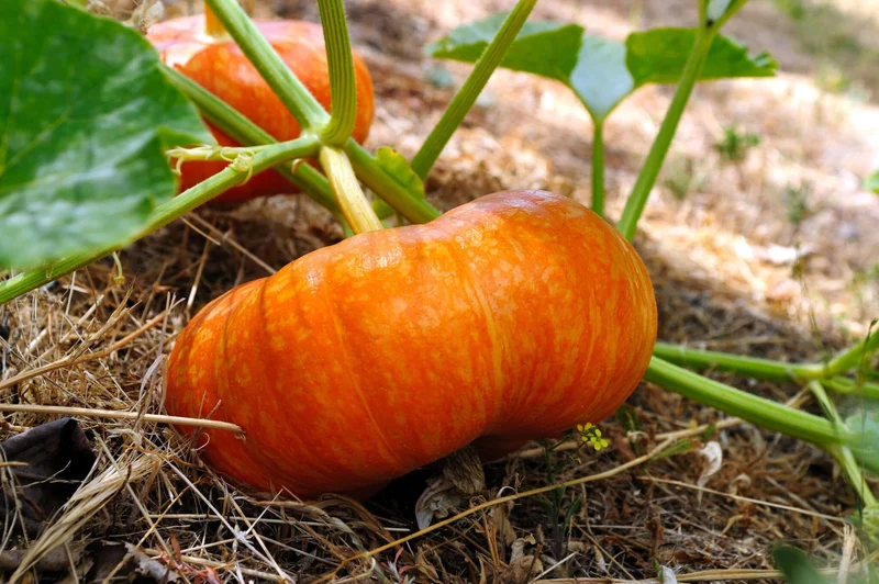 Pumpkin Seeds - Cinderella | Premium Gardening Seeds for Planting