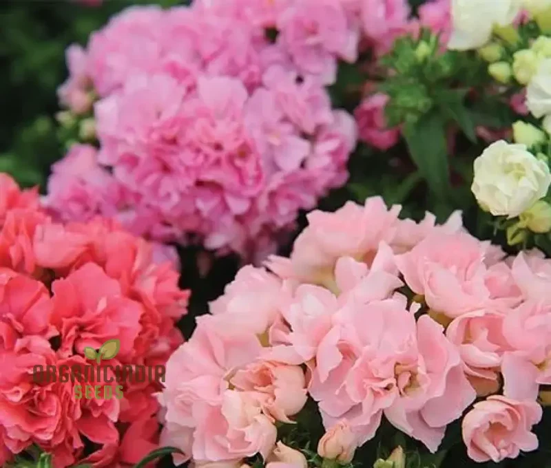 Phlox F1 Promise Mix Hybrid Seeds - Colorful Blooms for Your Garden Beds and Borders - Premium Quality Flower Seeds for Gardening Enthusiasts