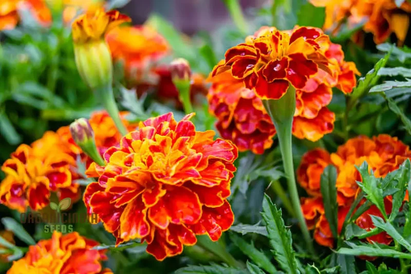 Fiery Mix Flower Seeds For Planting, Bright Yellow and Red Flowers