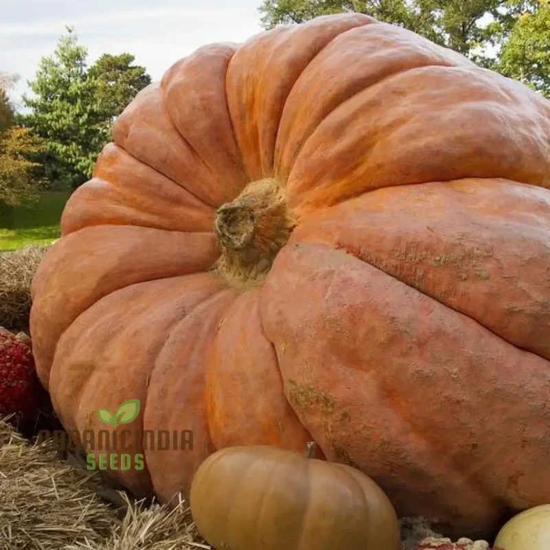 Pumpkin Seeds - Atlantic Giant | Premium Seeds for Gardening