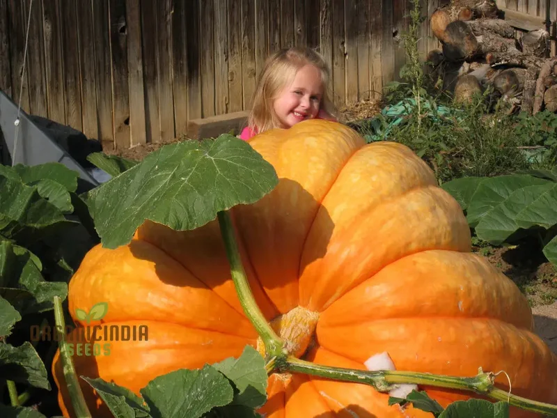 Pumpkin Seeds - Atlantic Giant | Premium Seeds for Gardening