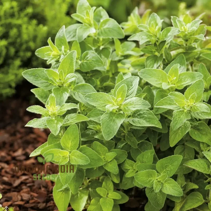 Greek Oregano Seeds – Premium Quality, High Germination & Easy Growing