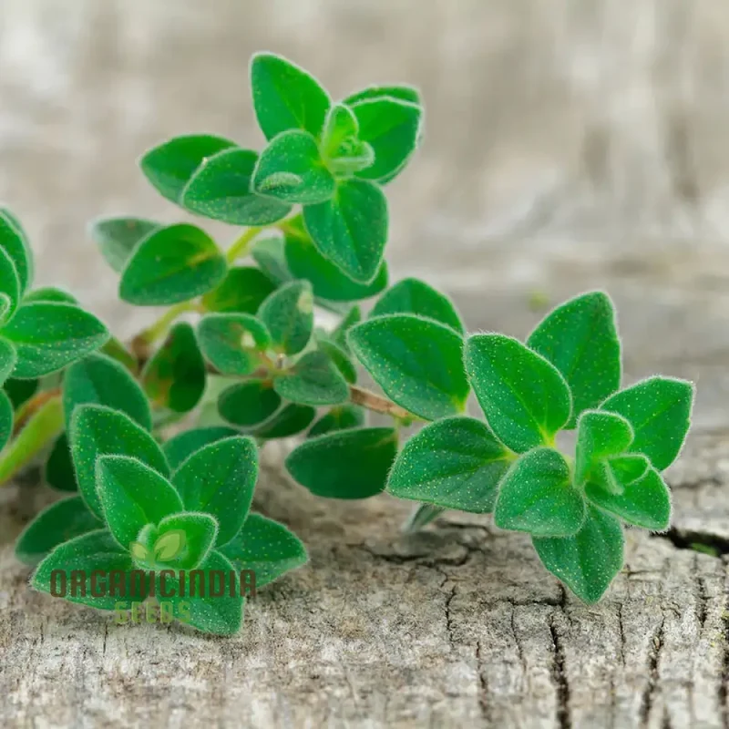 Greek Oregano Seeds – Premium Quality, High Germination & Easy Growing