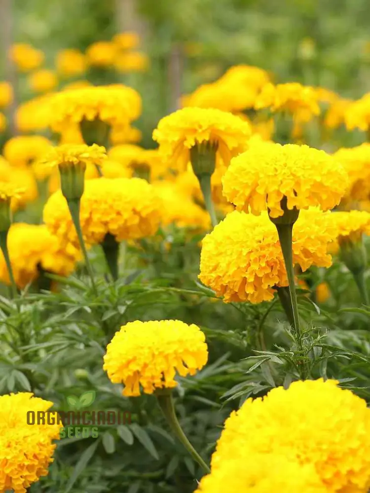 Mellow Yellow Mix Flower Seeds For Planting for a Stunning Garden Display