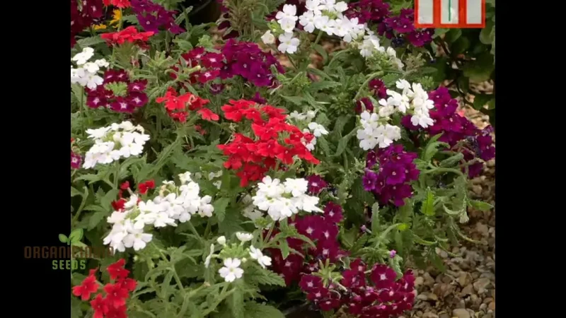 Vibrant HYB - Verbena Quartz Series (Mixed) Seeds for Stunning Garden Displays | Premium Gardening Seeds