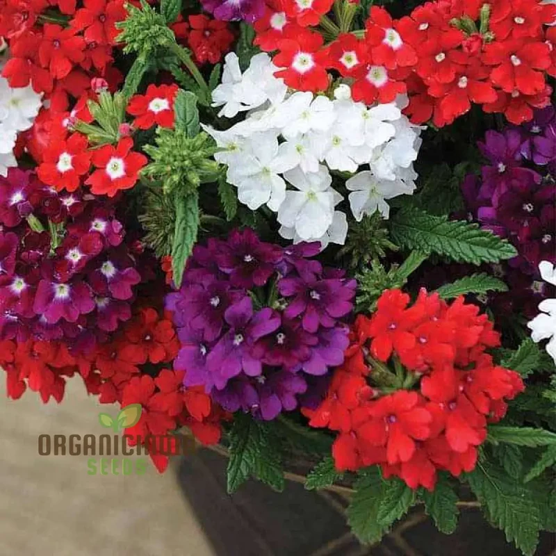 Vibrant HYB - Verbena Quartz Series (Mixed) Seeds for Stunning Garden Displays | Premium Gardening Seeds