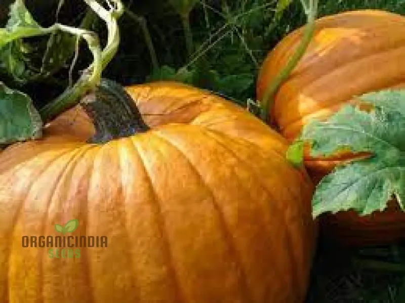 Jack O'Lantern Pumpkin Seeds - Premium Quality Seeds for Gardening | Perfect for Fall Decor