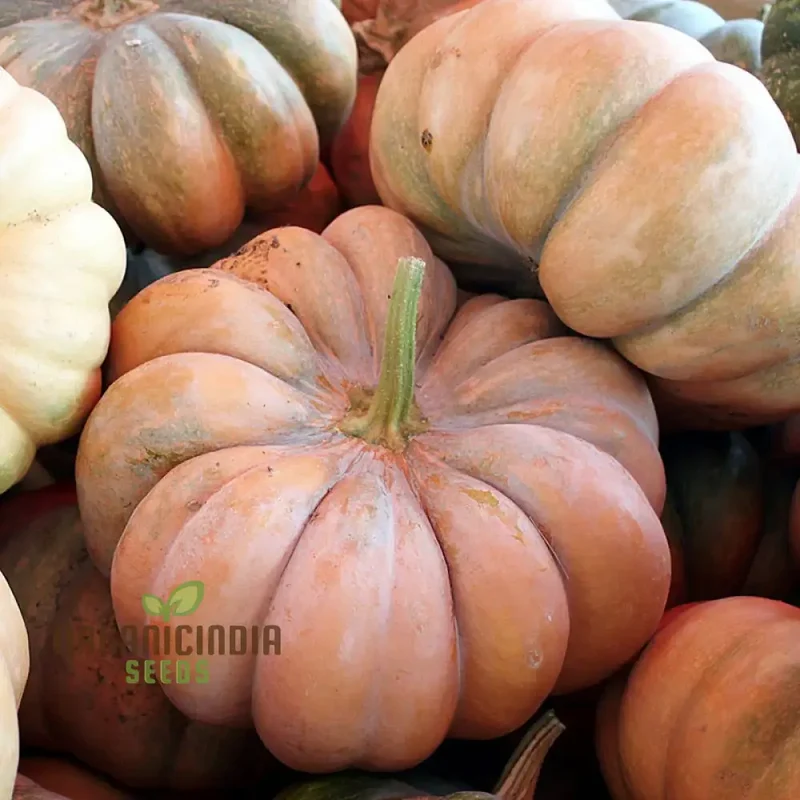 Pumpkin Seeds for Gardening - Premium Quality Seeds for Your Garden