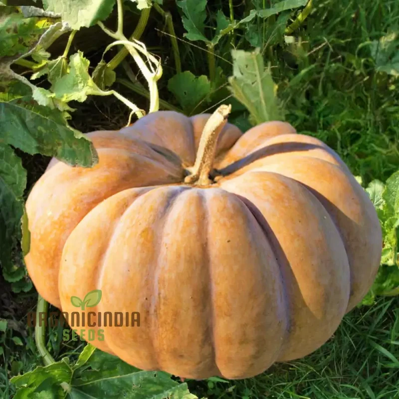 Pumpkin Seeds for Gardening - Premium Quality Seeds for Your Garden
