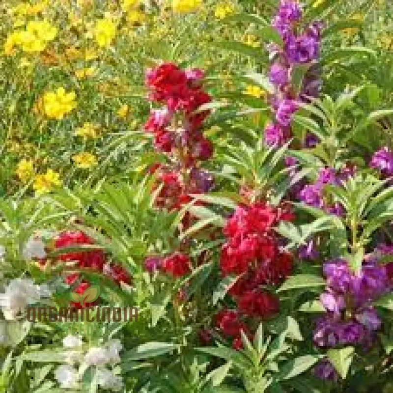 Balsam - Impatiens Balsamina Tom Thumb Mixed Seeds for Gardening | Buy High-Quality Flower Seeds Online for Beautiful Gardens