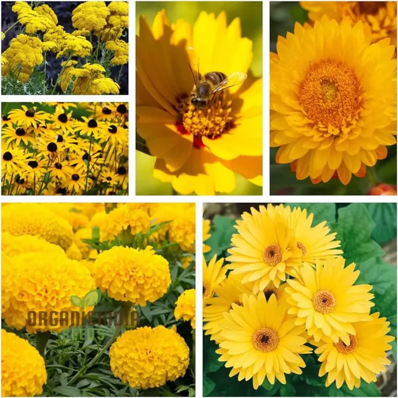 Ole Yeller Wildflower Mix Seeds For Planting, Bright Yellow Blooms