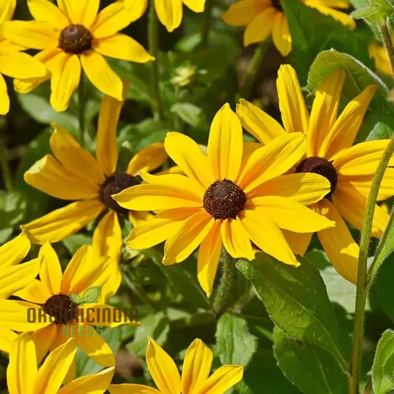 Ole Yeller Wildflower Mix Seeds For Planting, Bright Yellow Blooms