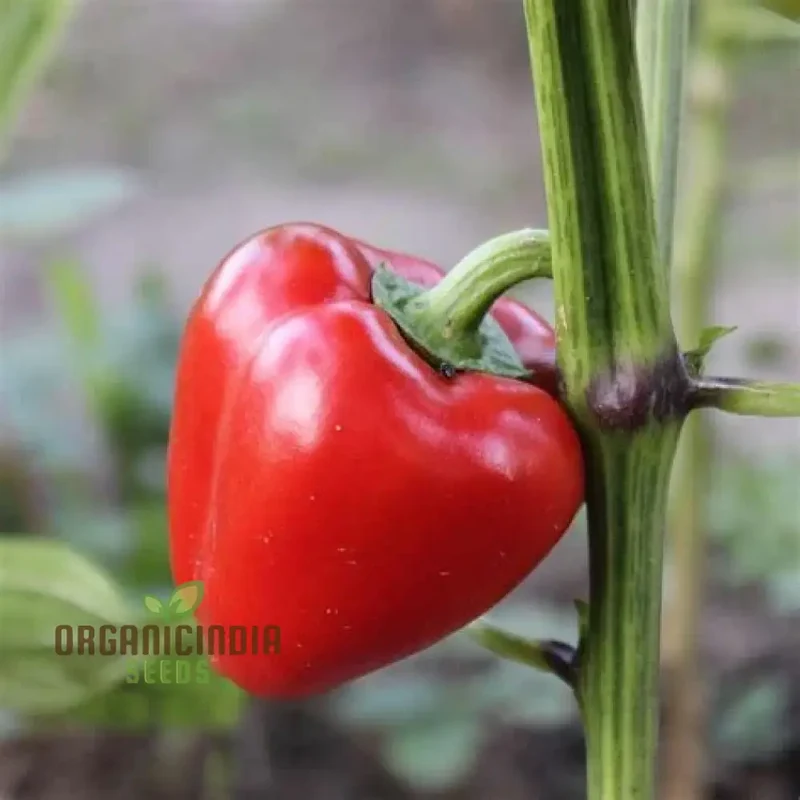 Sweet Pepper Seeds - Pimento | Premium Quality Seeds for Gardening