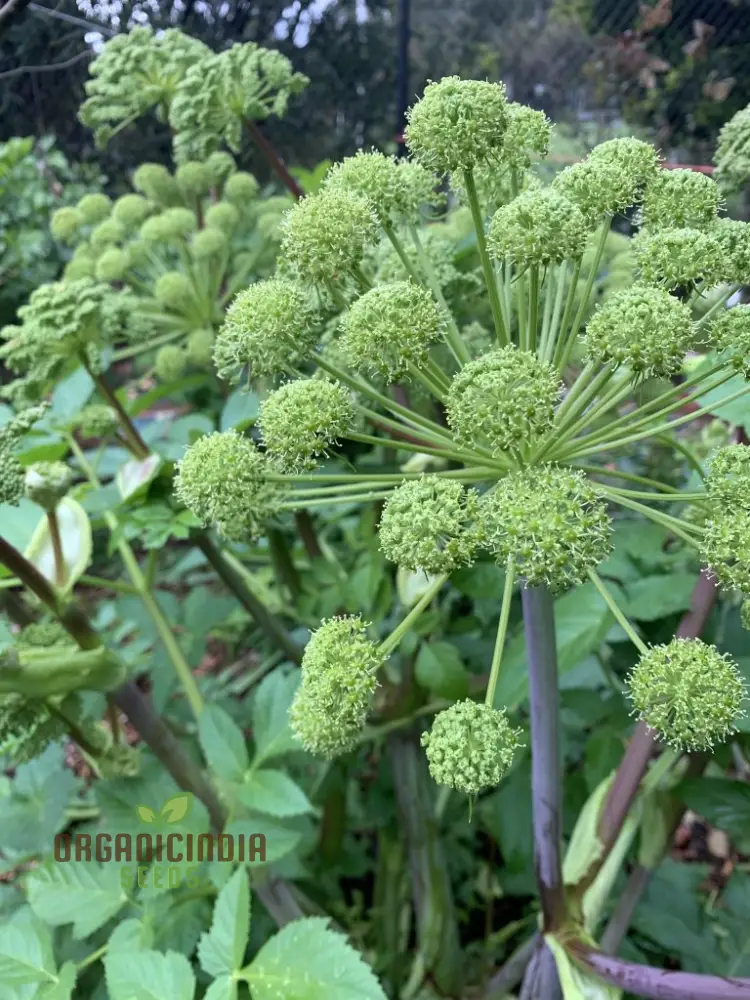 Angelica Holy Ghost Seeds for Planting – Premium Quality, Lush Garden Growth