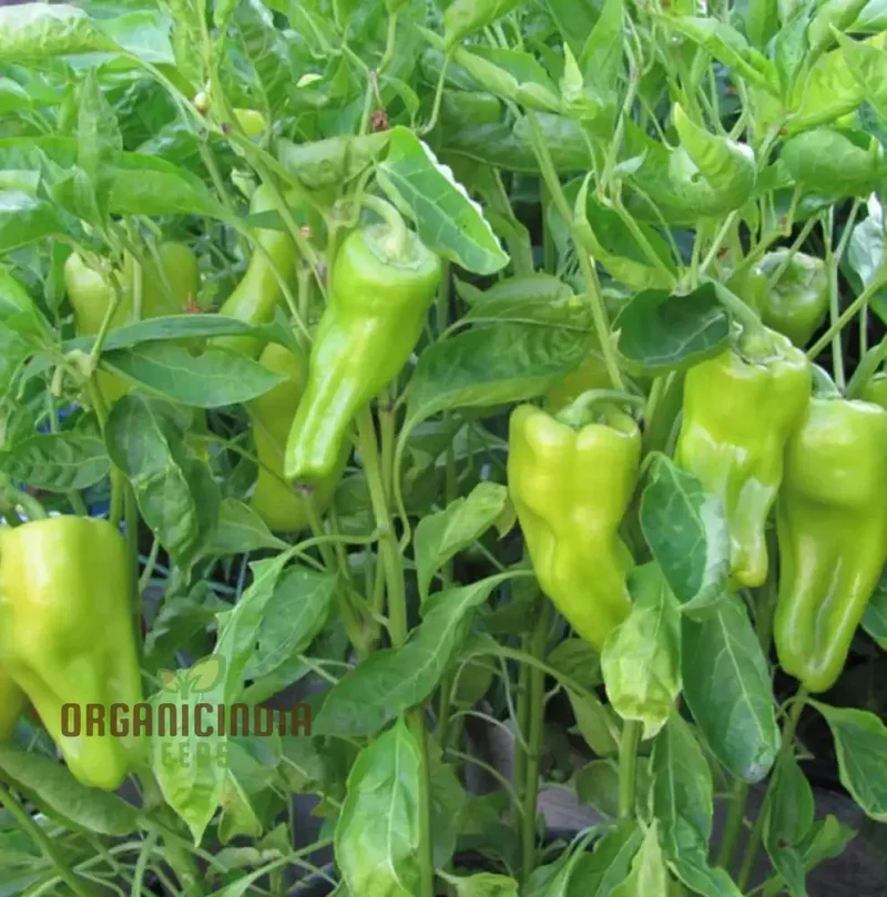 Cubanelle Sweet Pepper Seeds - Premium Quality Seeds for Gardening