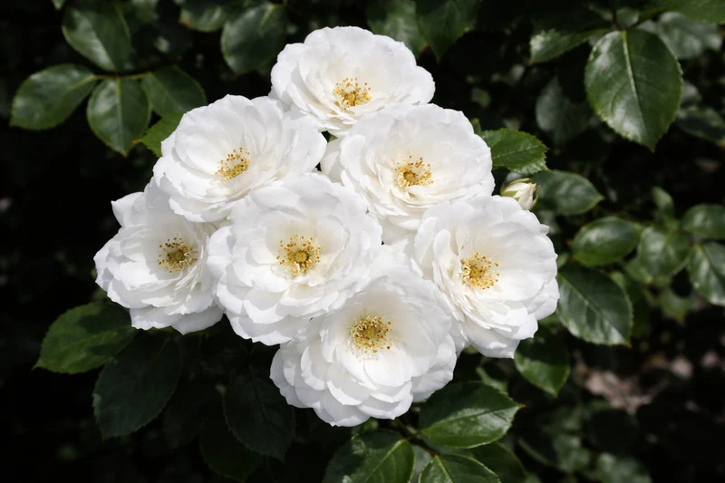 Rosier rustique ‘Pillow Fight’ ( Rosa ‘Pillow Fight’)