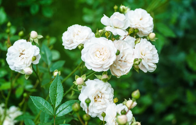 Rosier rustique ‘Sea Foam’ ( Rosa ‘Sea Foam’)