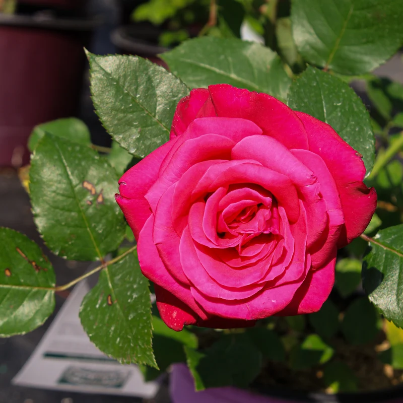 Rosier rustique ‘Showpiece Lipstick’ ( Rosa ‘Showpiece Lipstick’)