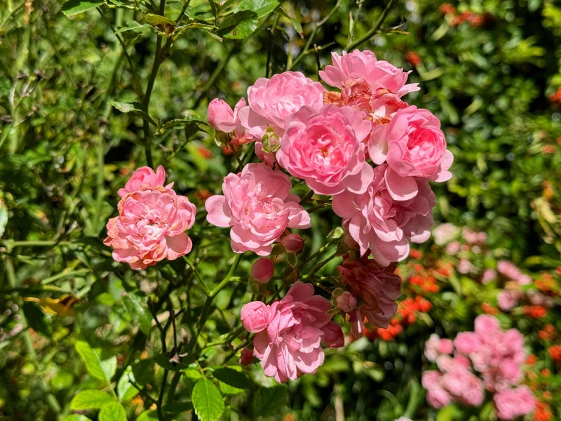 Rosier rustique ‘The Fairy’ ( Rosa ‘The Fairy’)