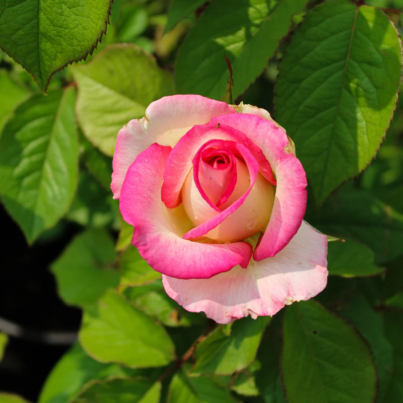 Rosier arbustif 'Angelic Veil'