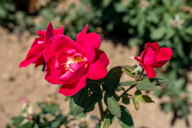 Rosier rustique ‘Winnipeg Parks’ ( Rosa ‘Winnipeg Parks’)