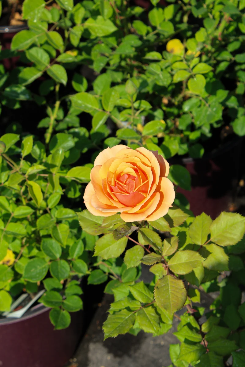 Rosier hybride de thé ‘State of Grace’ ( Rosa ‘State of Grace’)