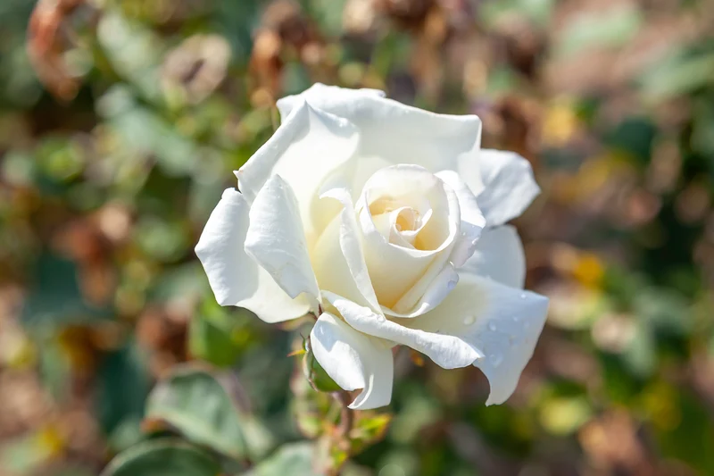 Rosier hybride de thé ‘Honor’ ( Rosa ‘Honor’)