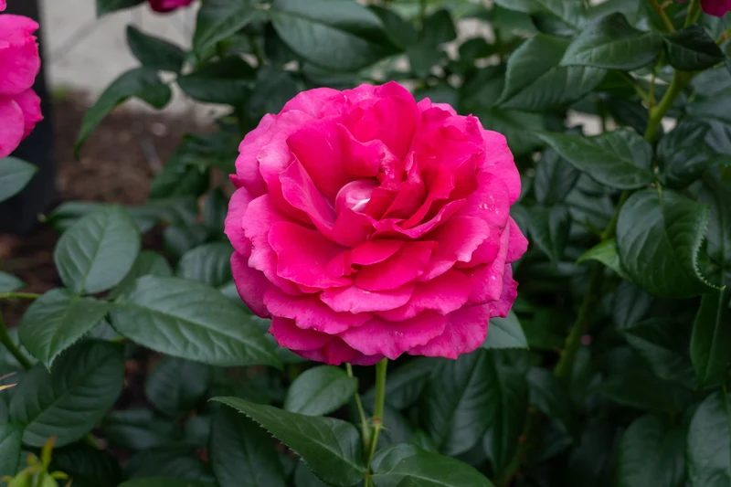 Rosier hybride de thé ‘Pretty Lady Rose’ ( Rosa ‘Pretty Lady Rose’)